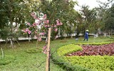 Anh đào Nhật Bản nở hoa, rực rỡ khoe sắc tại Hà Nội